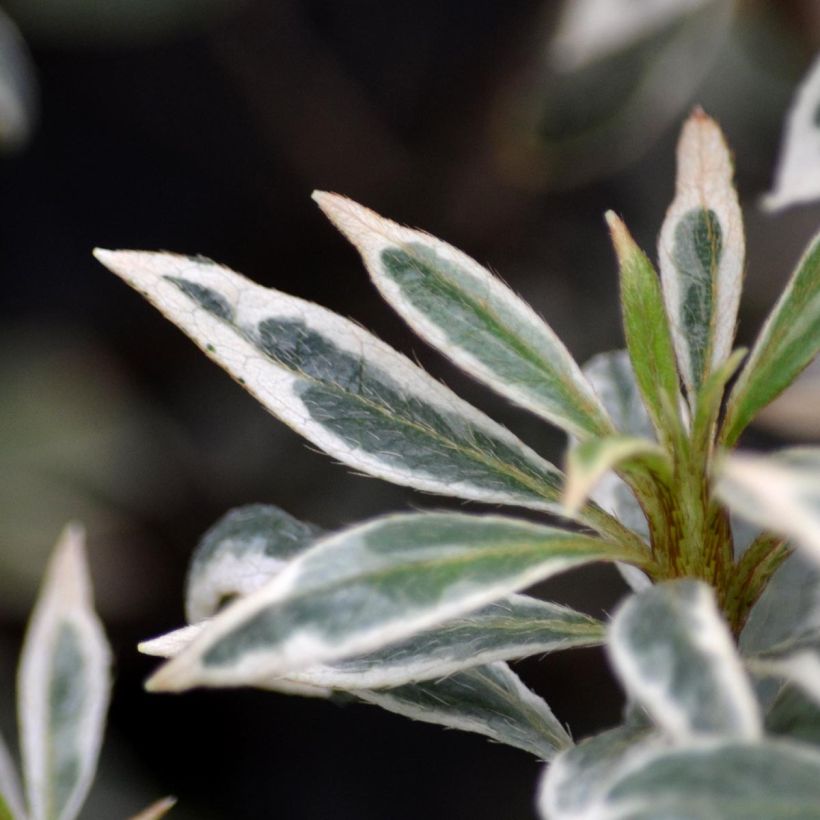 Azalea Silver Queen (Follaje)