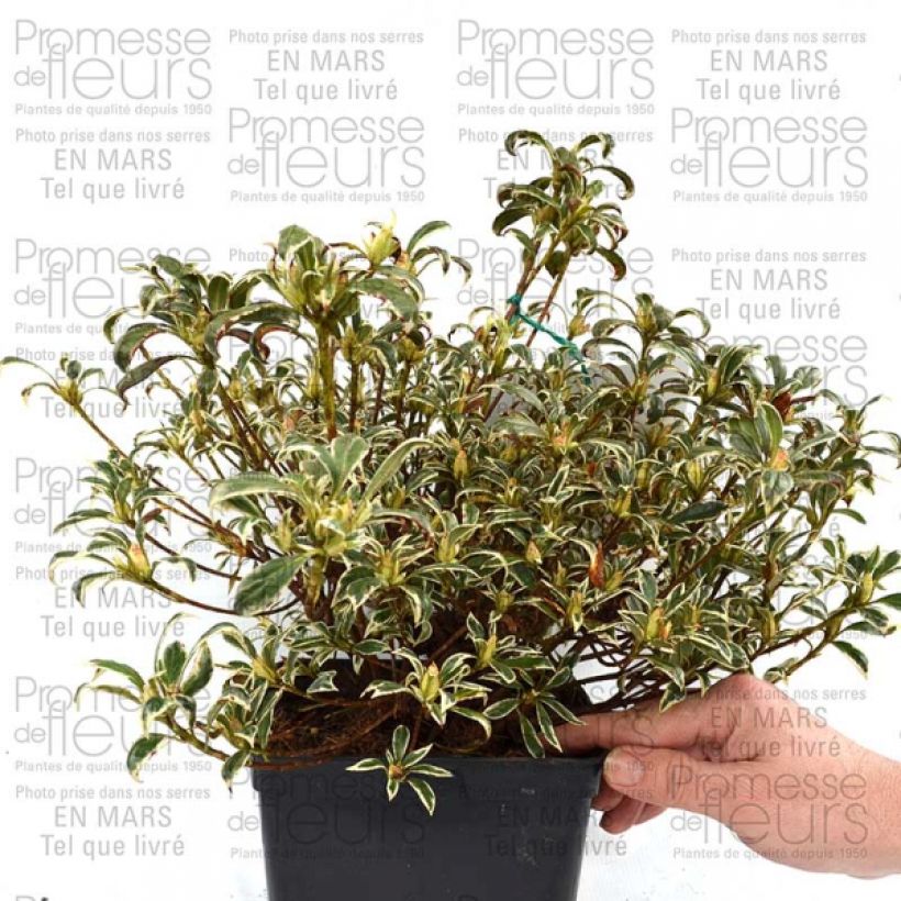 Ejemplo de ejemplar de Azalée du Japon Silver Queen - Rhododendron hybride Pot de 2L/3L tal y como se entrega