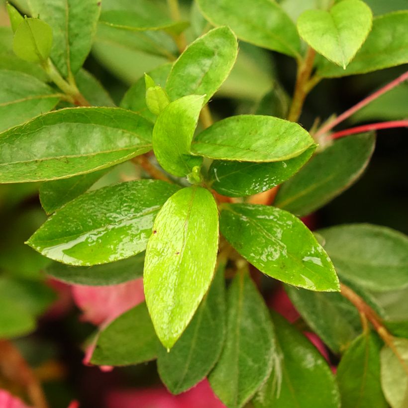 Azalea japonica Vuyk's Rosyred (Follaje)