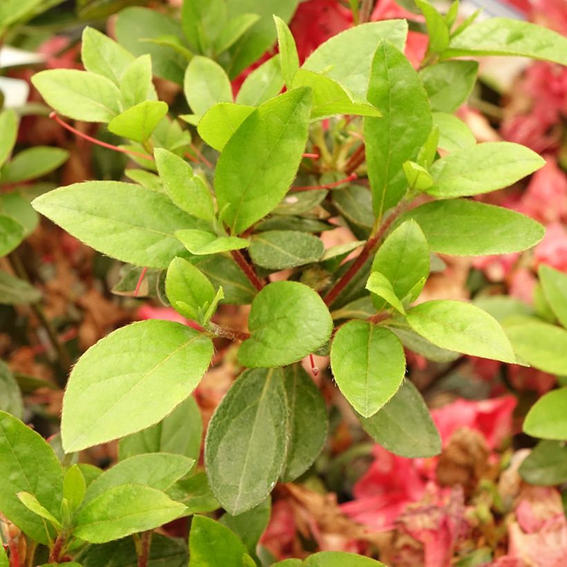 Azalea japonica Vuyk's Scarlet (Follaje)