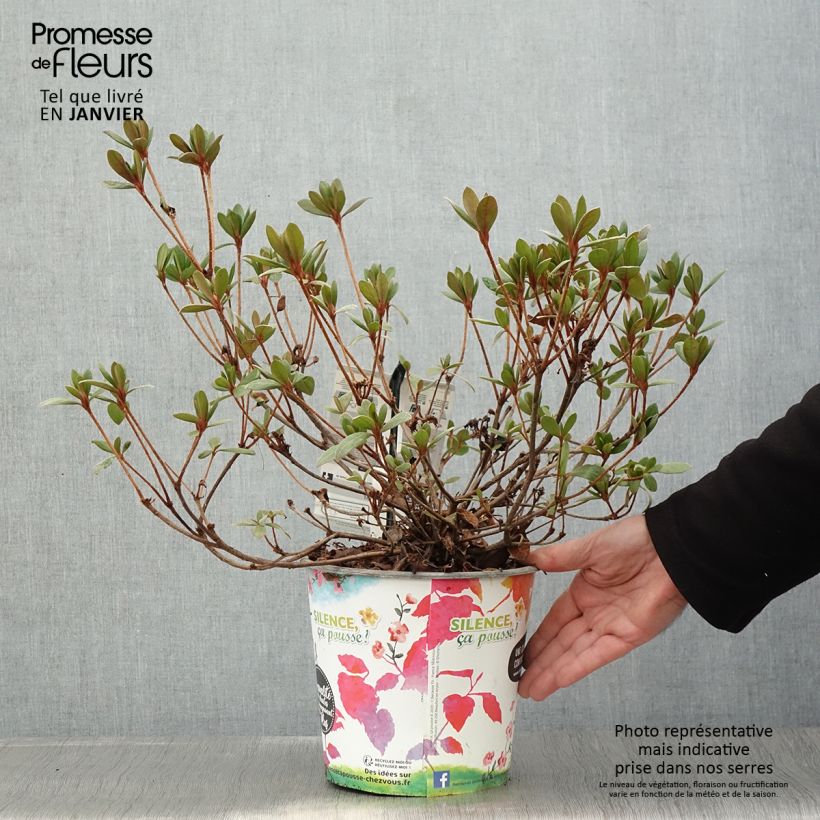 Azalée du Japon Vuyk's Scarlet - Rhododendron hybride. - Pot 4L/5L Ejemplar entregado en invierno