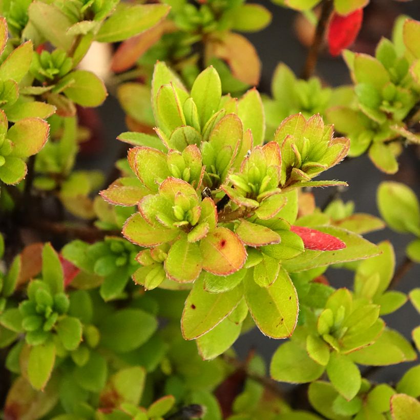 Azalea japonica Arabesk (Follaje)