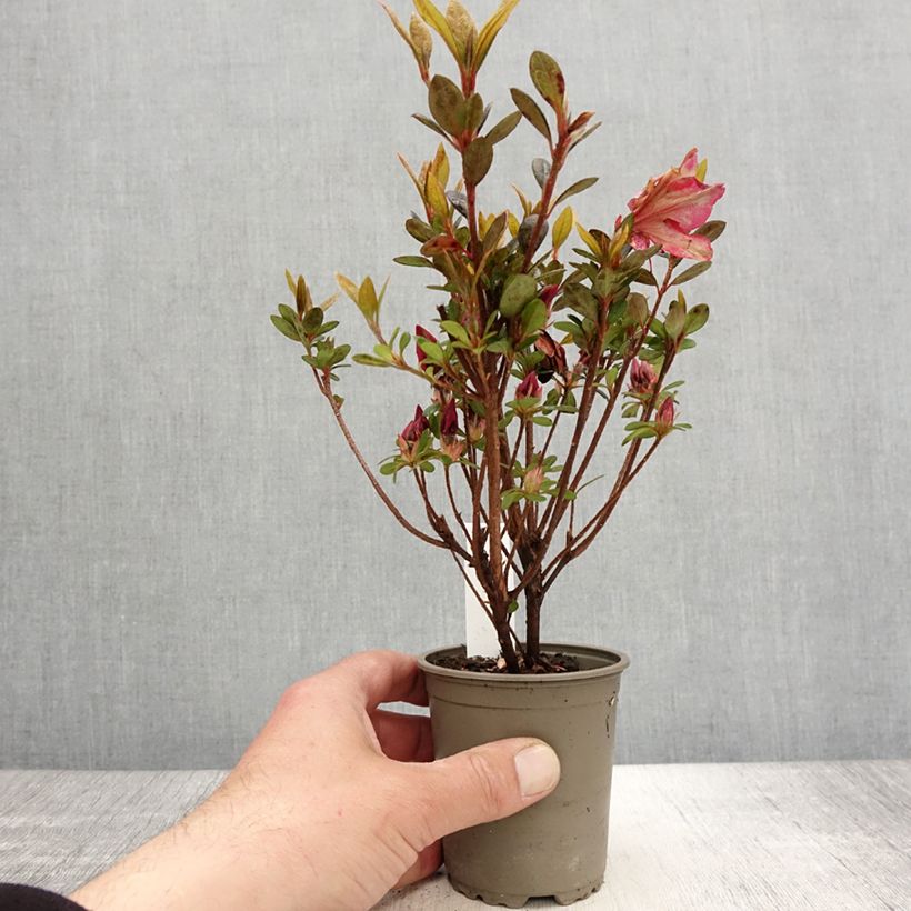 Azalea japonica Arabesk Maceta de 8/9 cm Ejemplar entregado en la primavera