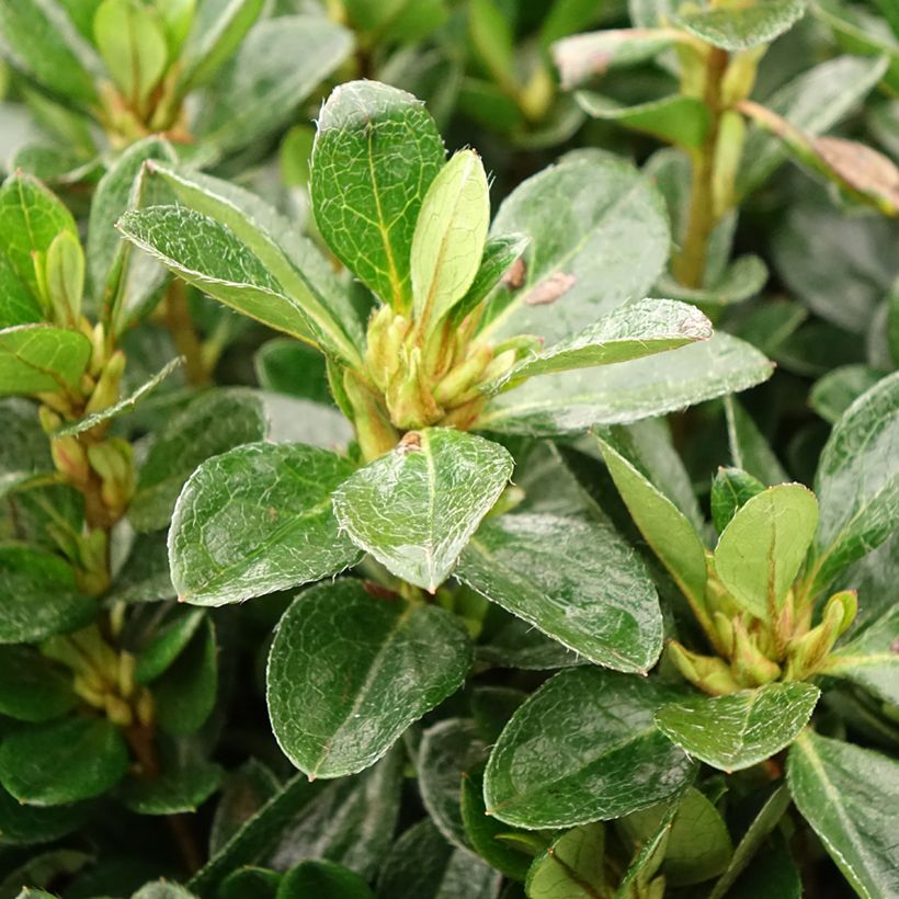 Azalea japonica Izumi no mai (Follaje)