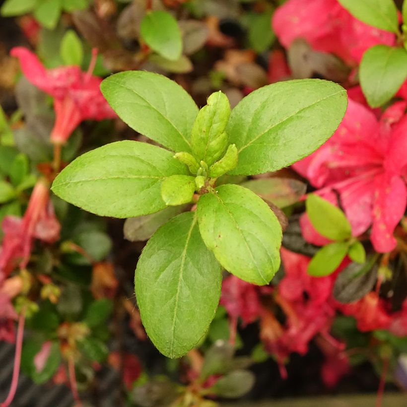 Azalea japonica Manuska (Follaje)