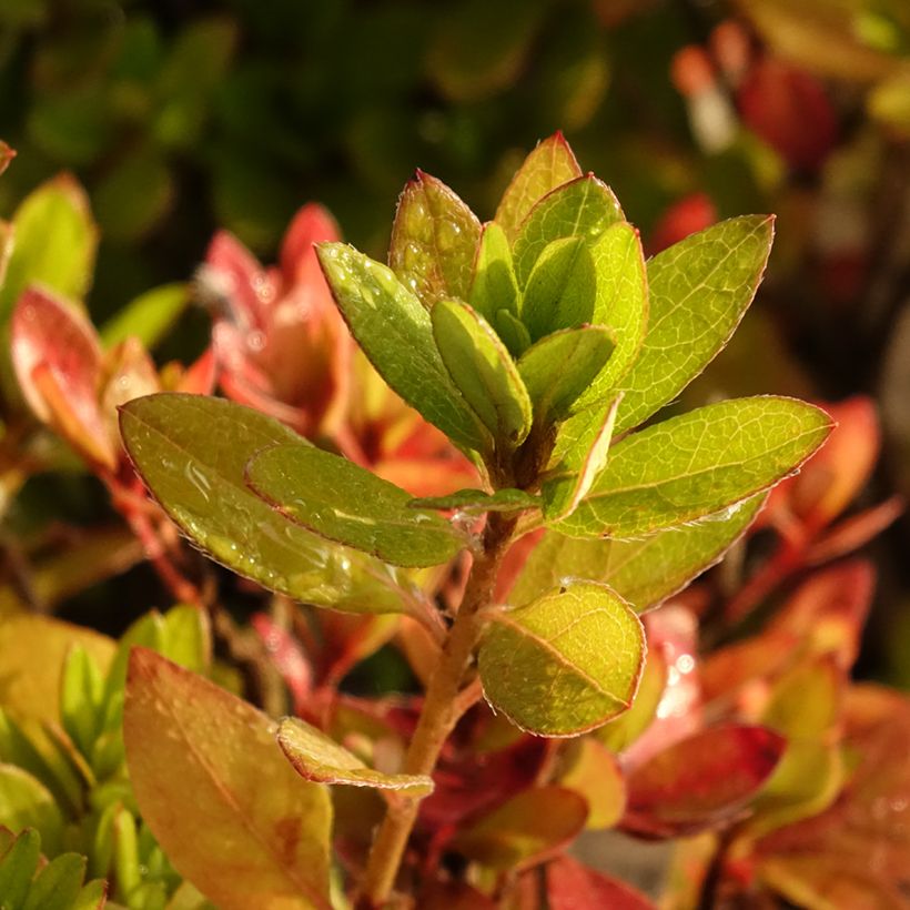 Azalea japonica Vuyk's Scarlet (Follaje)