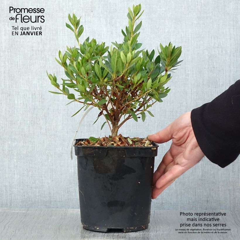 Azalée japonaise Melle - Rhododendron hybride Pot de 2L/3L Ejemplar entregado en invierno