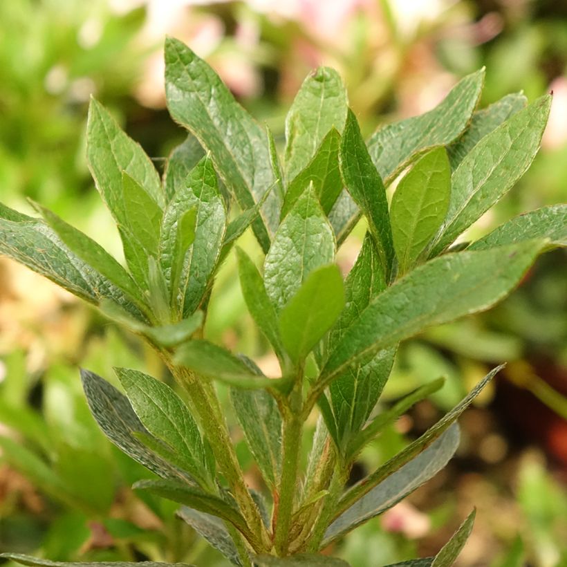 Azalea japonica Melle (Follaje)