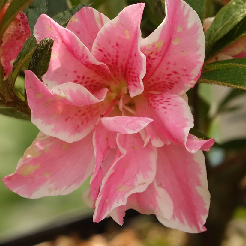 Azalea japonica Melle (Floración)