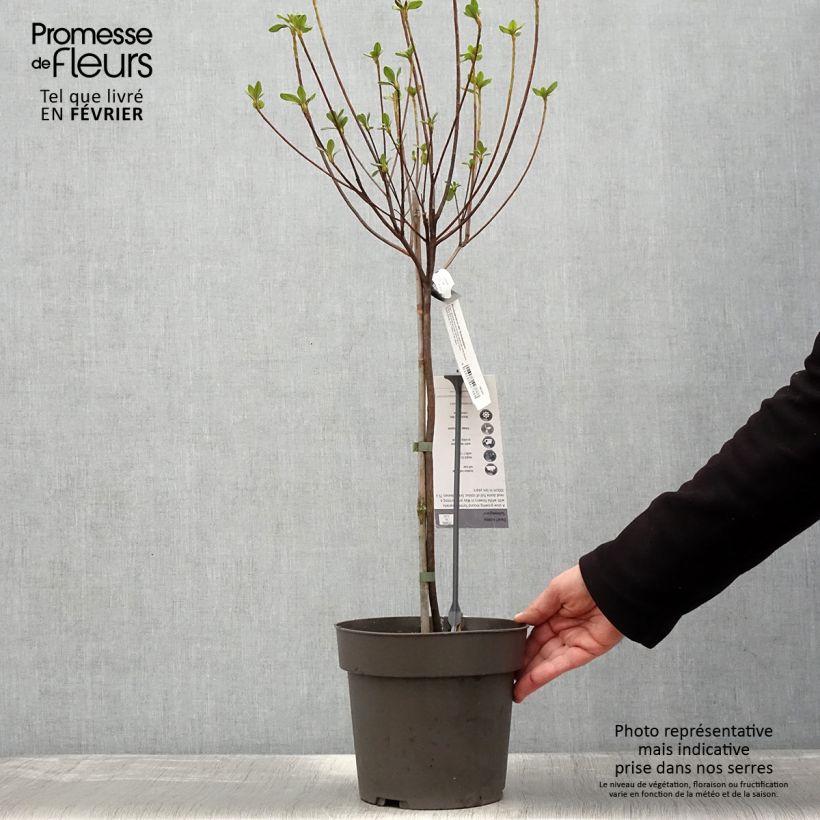 Azalée japonaise Schneeglanz - Rhododendron hybride - Pot de 4L/5L Ejemplar entregado en invierno