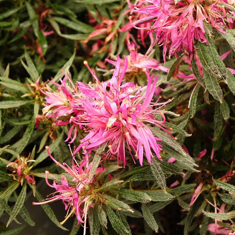 Azalea japonica Star Style Pink (Floración)