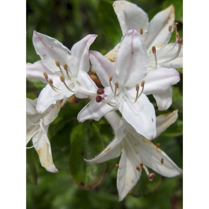 Azalea mollis Viscosa (Floración)