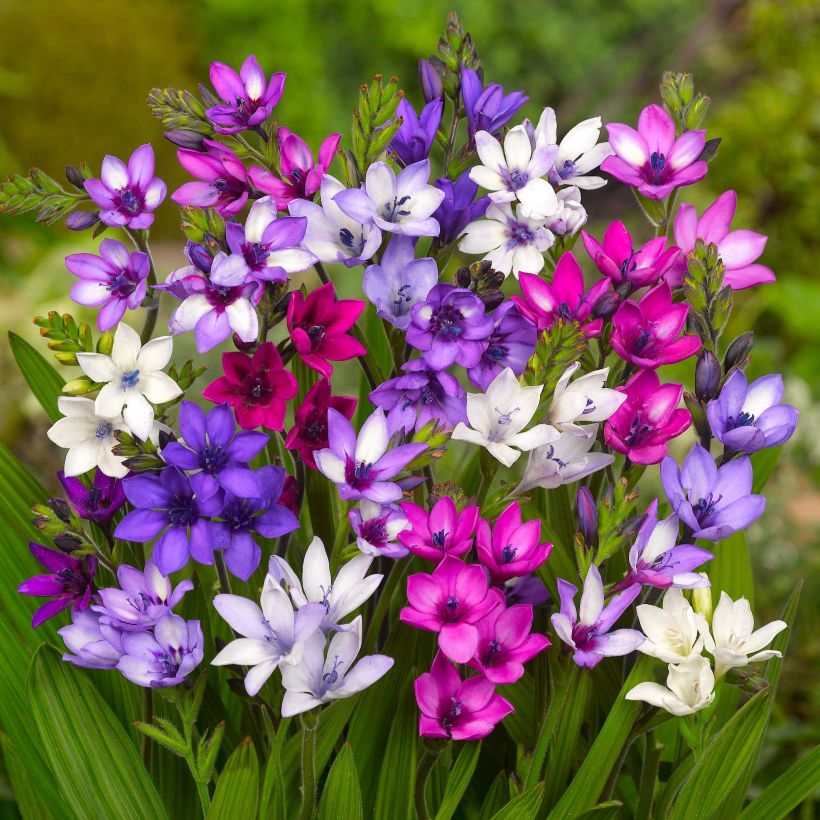 Babiana stricta (Floración)