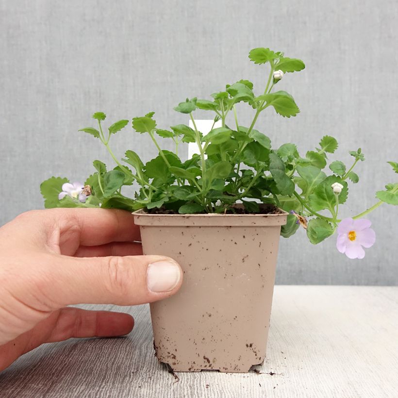 Bacopa Gulliver Blue Sensation  - Pot de 10 cm/11cm Ejemplar entregado en la primavera