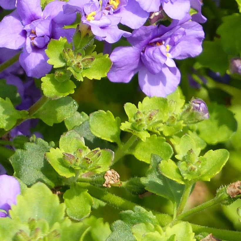 Bacopa Scopia Double Indigo (Follaje)