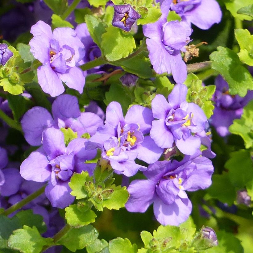 Bacopa Scopia Double Indigo (Floración)