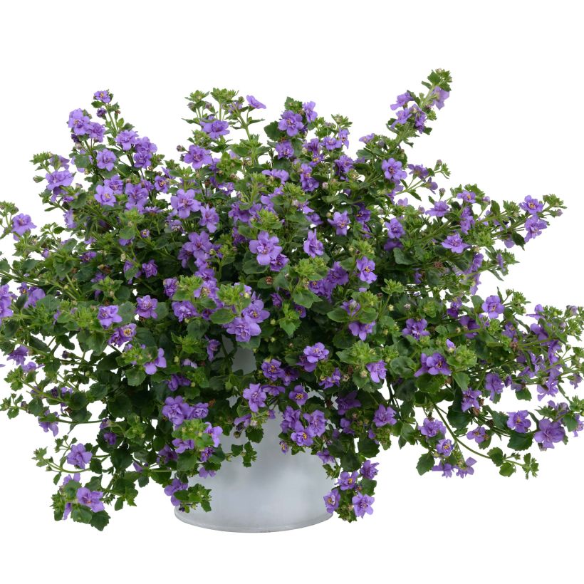 Bacopa Scopia Double Indigo (Porte)