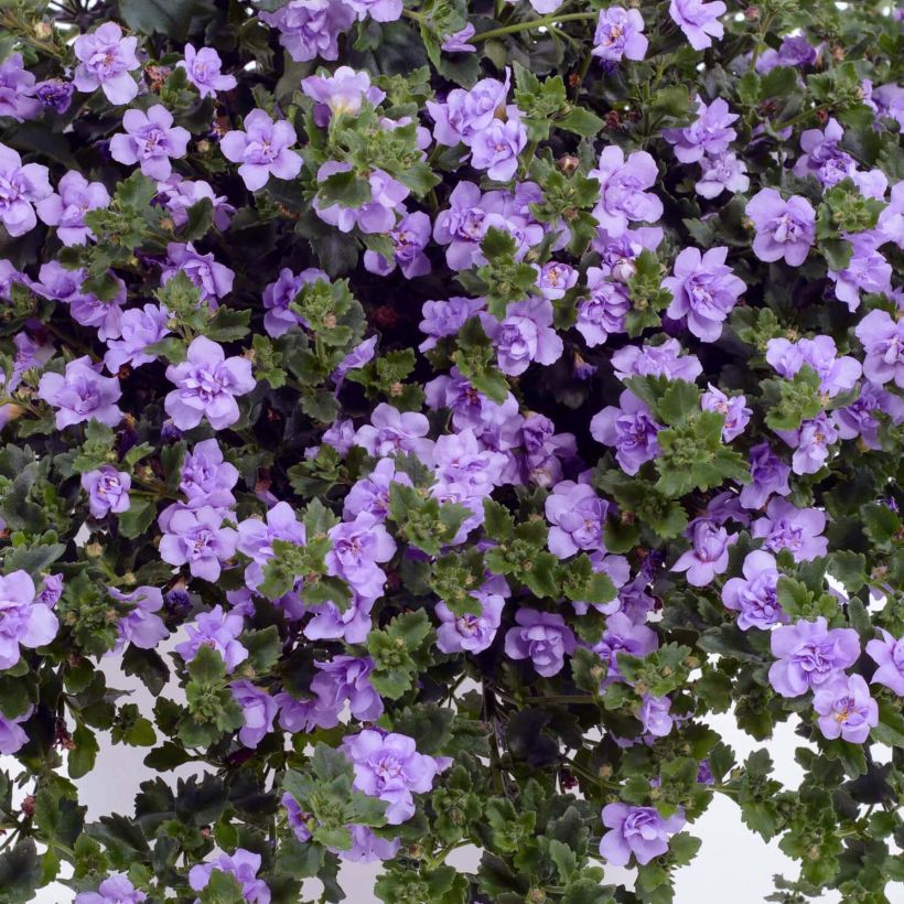 Bacopa Scopia Double Lavender (Floración)