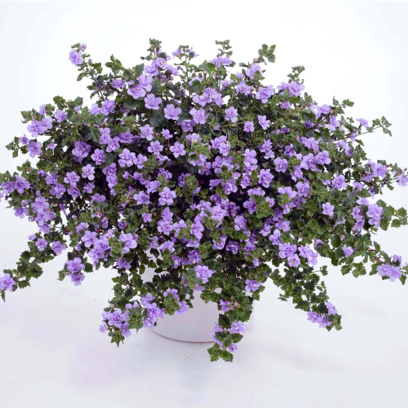 Bacopa Scopia Double Lavender (Porte)