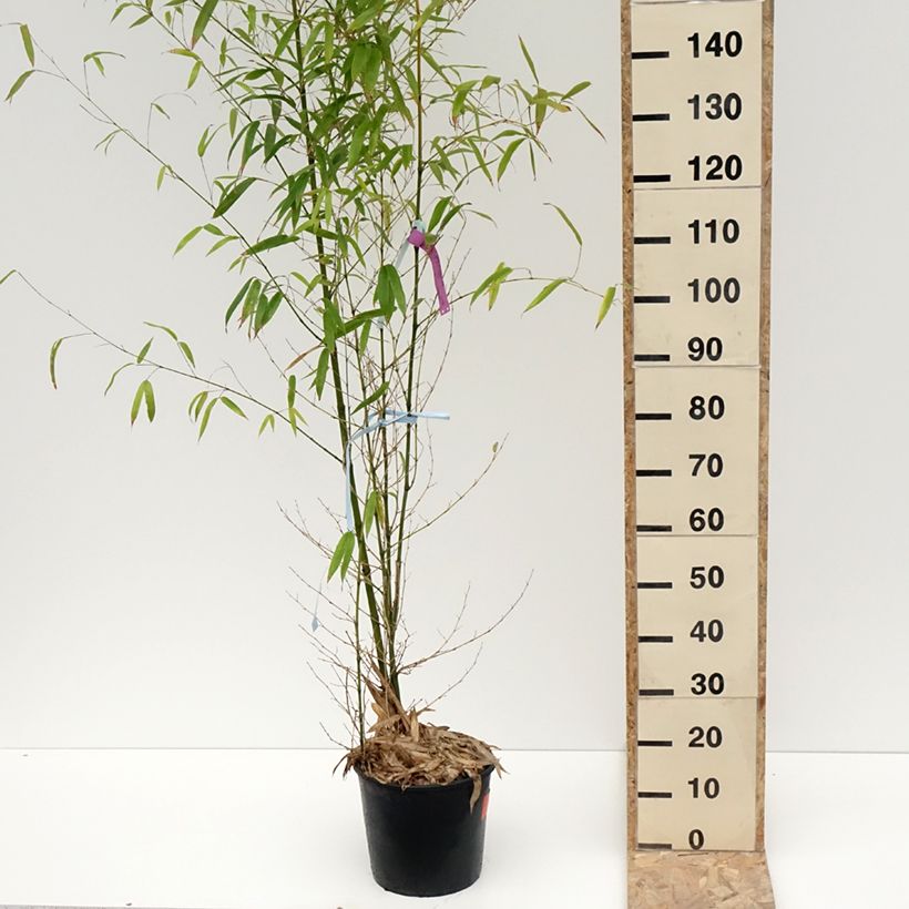 Phyllostachys aurea - Bambú dorado Maceta 7,5L/10LAltura de entrega aprox. 100/125cm Ejemplar entregado en invierno