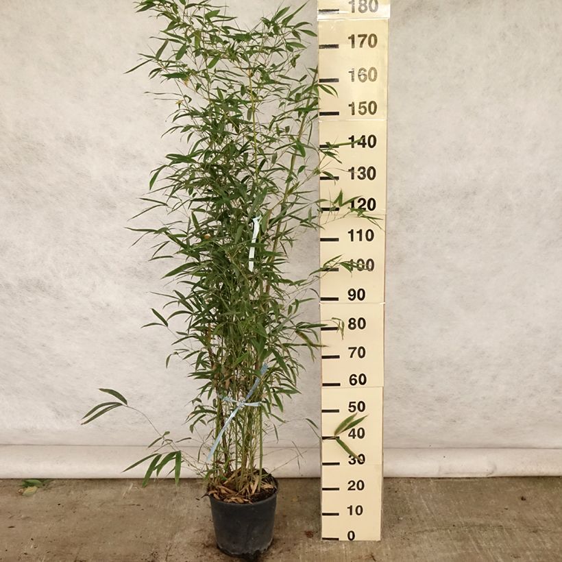 Ejemplar de Bambou doré - Phyllostachys aurea en pot de 12L/15L 150/170 cm entregado en verano