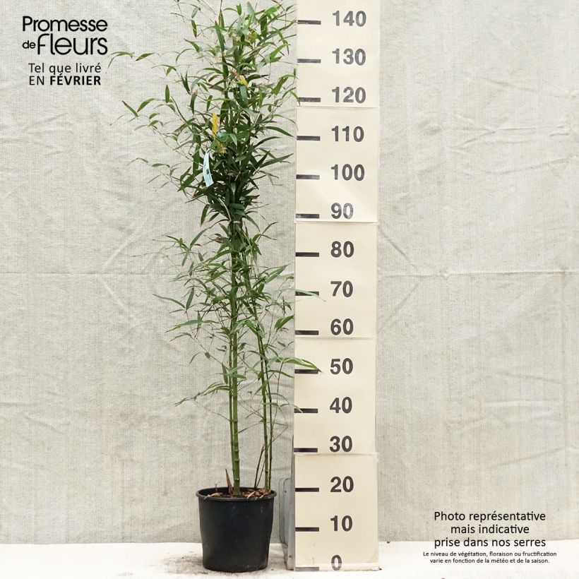 Phyllostachys aurea Koï - Bambú dorado Maceta 4L/5LAltura de entrega aprox. 80/100cm Ejemplar entregado en invierno