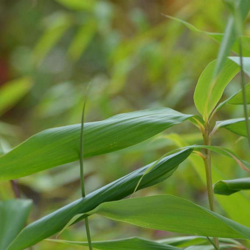 Pseudosasa japonica - Bambú japonés (Follaje)