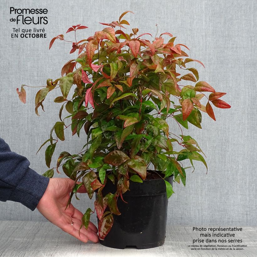 Ejemplar de Nandina domestica Blush Pink entregado en otoño