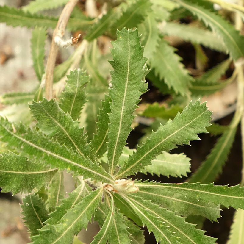 Banksia serrata (Follaje)