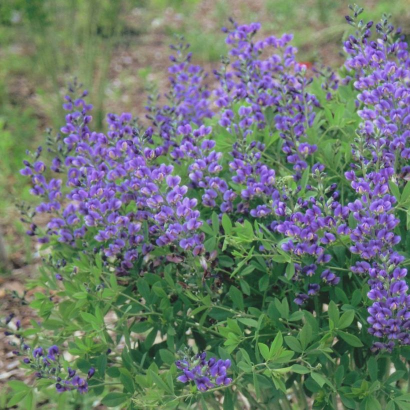 Baptisia Decadence Blueberry Sundae (Floración)