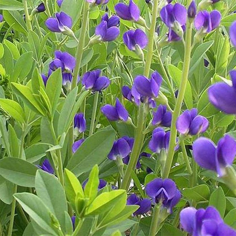 Baptisia australis Caspian Blue (Floración)