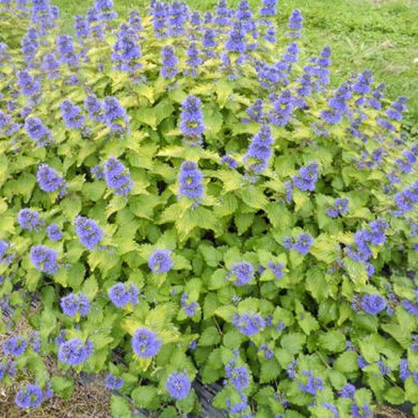 Caryopteris clandonensis Good as Gold (Porte)