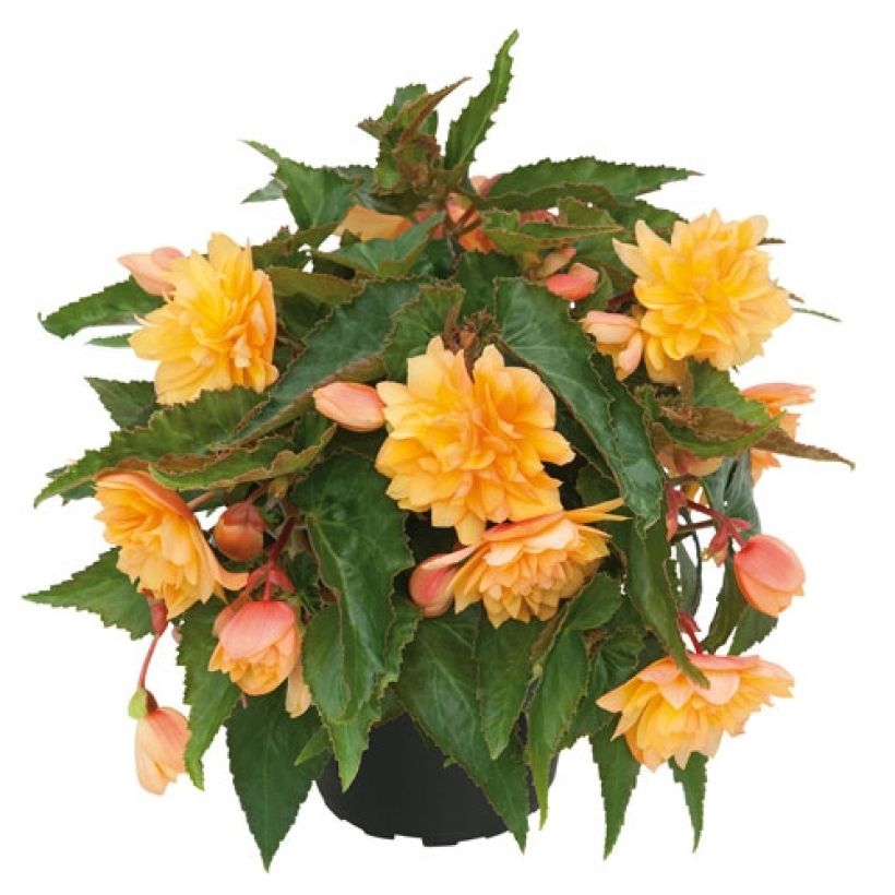 Begonia Belleconia Mango (Porte)