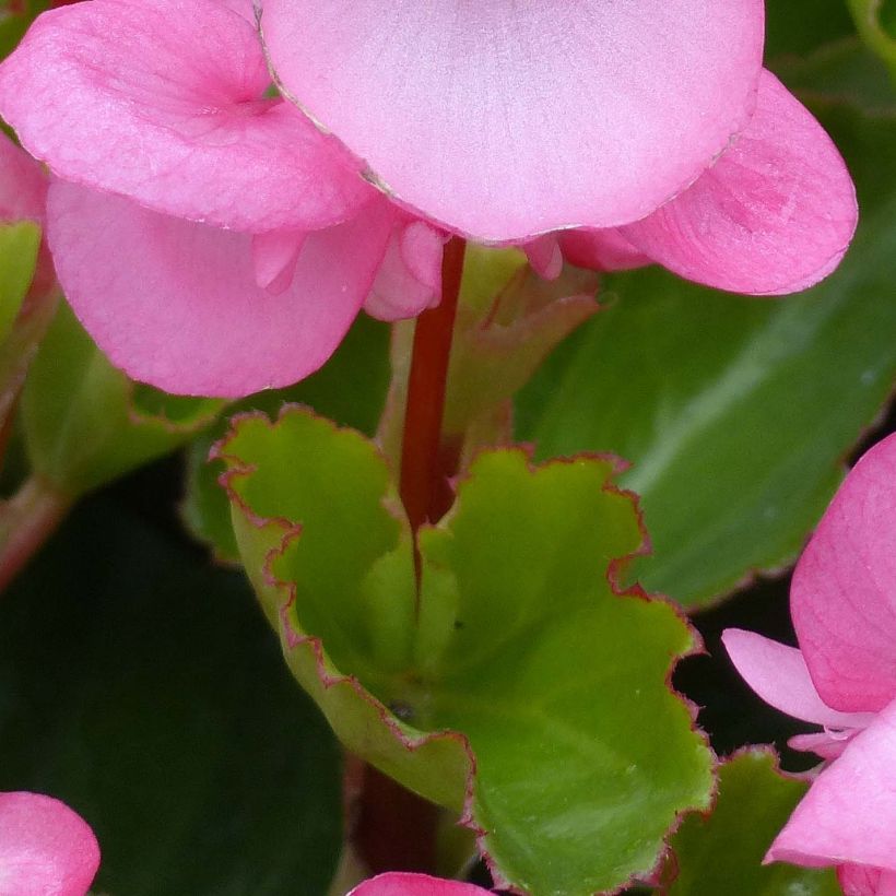 Begonia Big F1 Pink Green Leaf (Follaje)