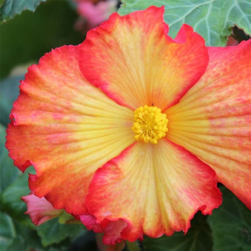 Begonia Yellow-Red (Floración)