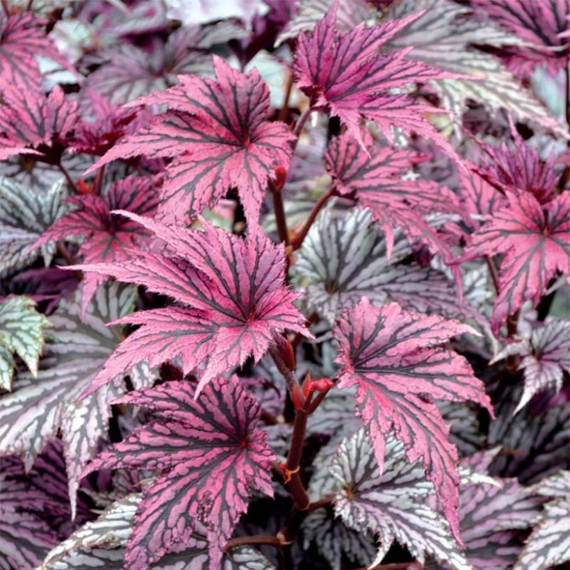 Begonia Garden Angel Blush (Follaje)