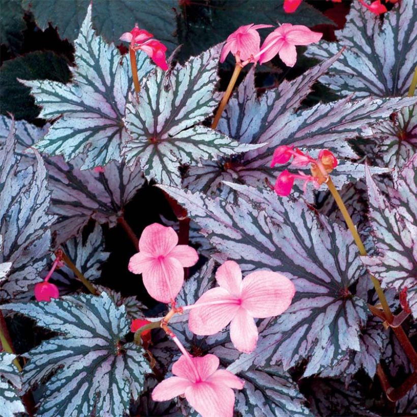 Begonia Garden Angel Blush (Floración)