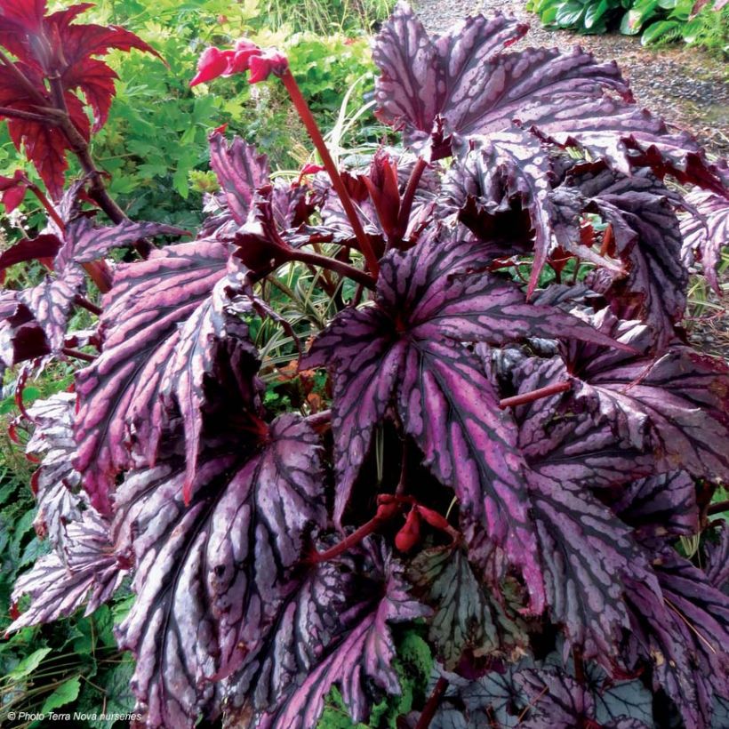 Begonia Garden Angel Blush (Porte)