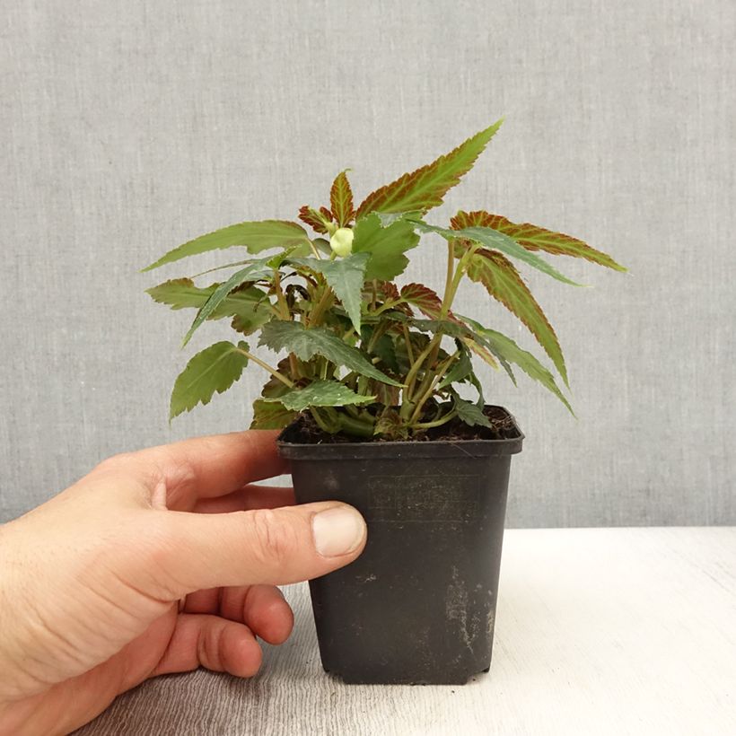 Bégonia retombant Belleconia Citrus  - Pot de 10 cm/11cm Ejemplar entregado en la primavera