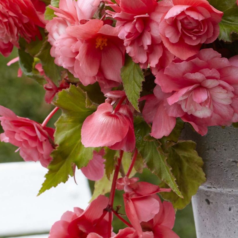 Begonia odorata Mix (Follaje)