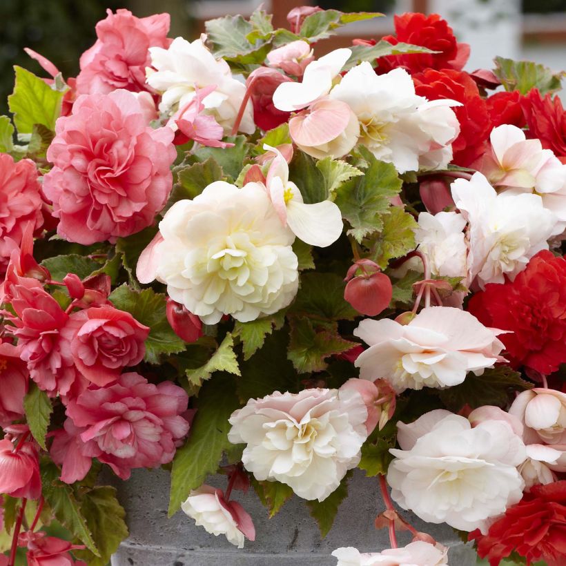 Begonia odorata Mix (Floración)