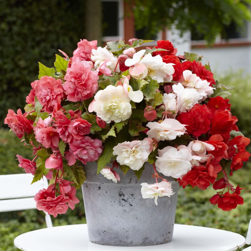 Begonia odorata Mix (Porte)