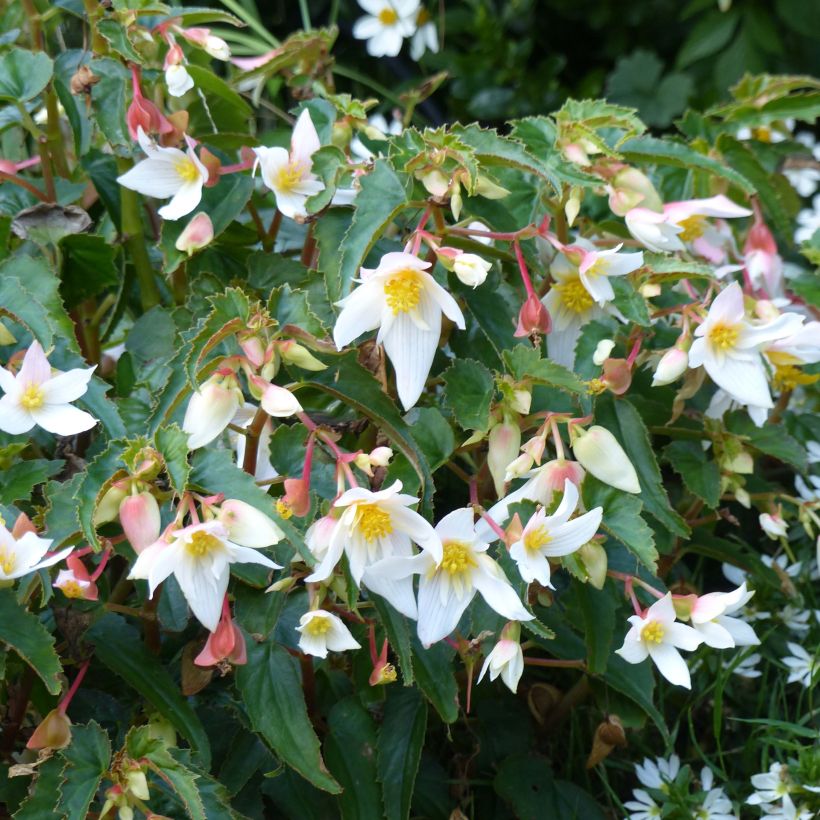 Begonia Summerwings White Elegance (Floración)