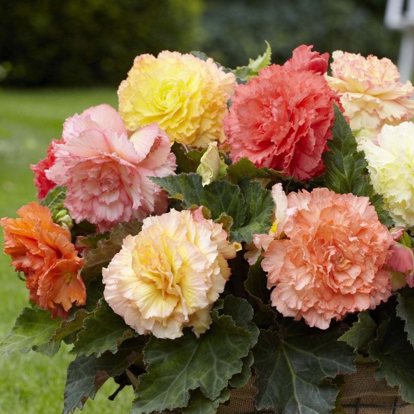 Begonia Fimbriata Samba Mix (Floración)