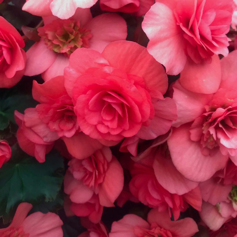 Begonia Sunbrero Dark Pink (Floración)