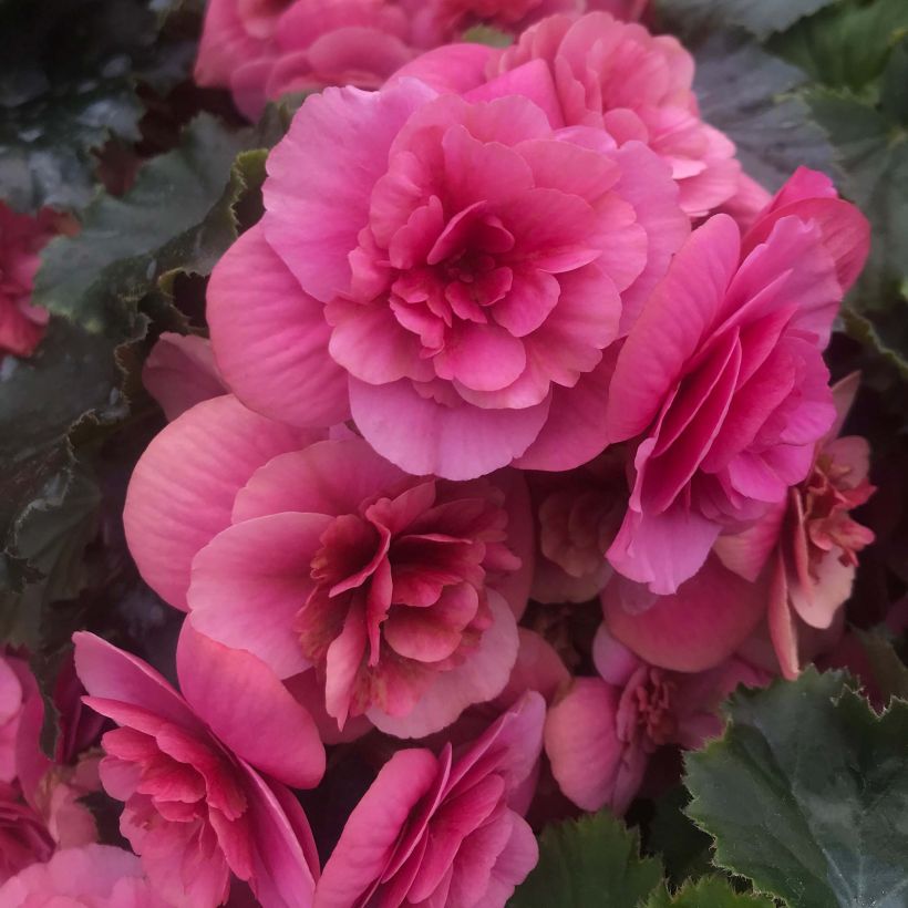 Begonia Sunbrero Pink (Floración)