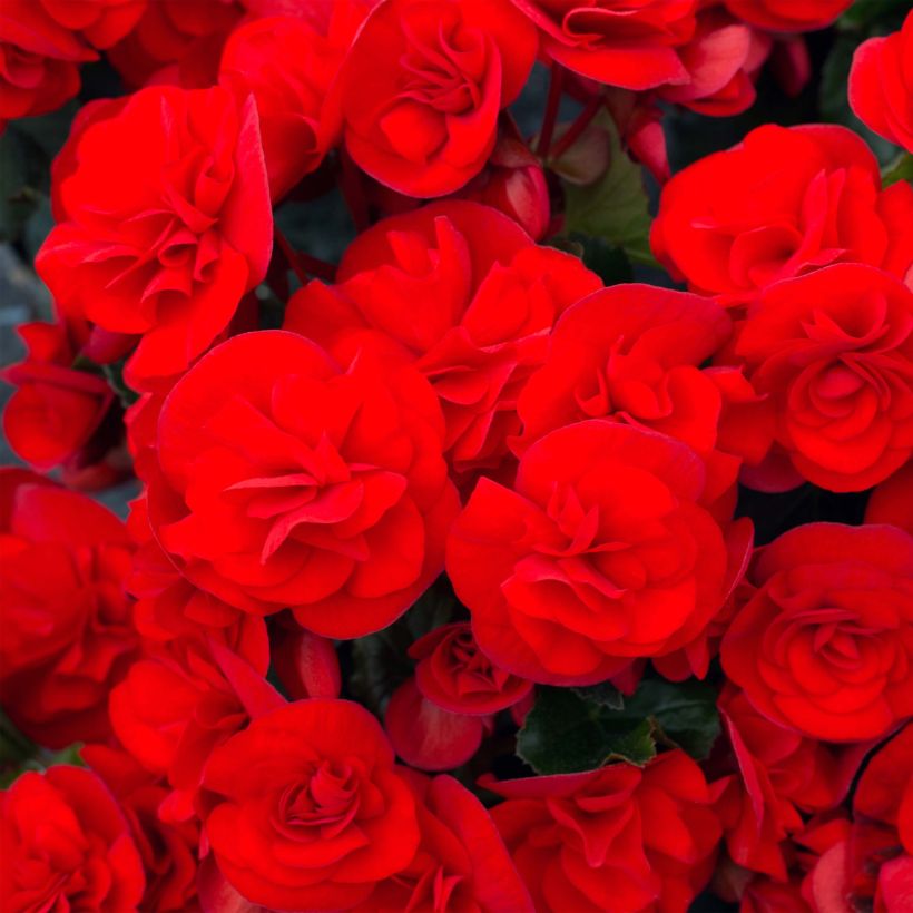 Begonia Sunbrero Red (Floración)