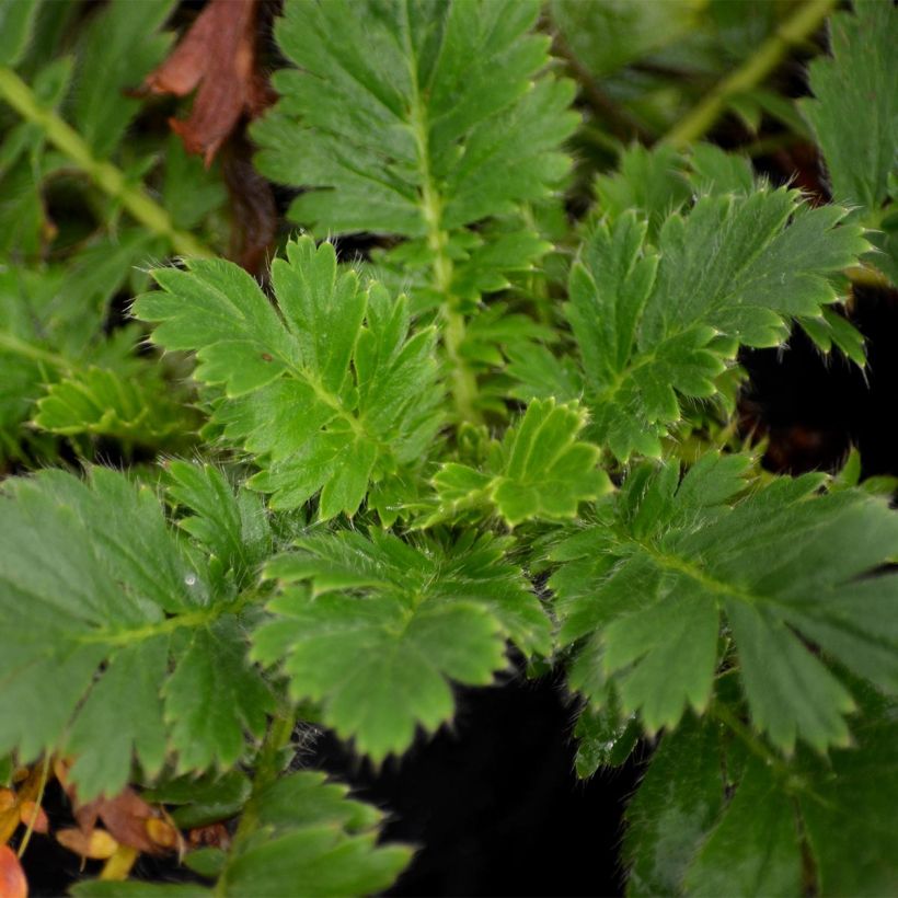 Geum triflorum - Hierba de la pradera (Follaje)