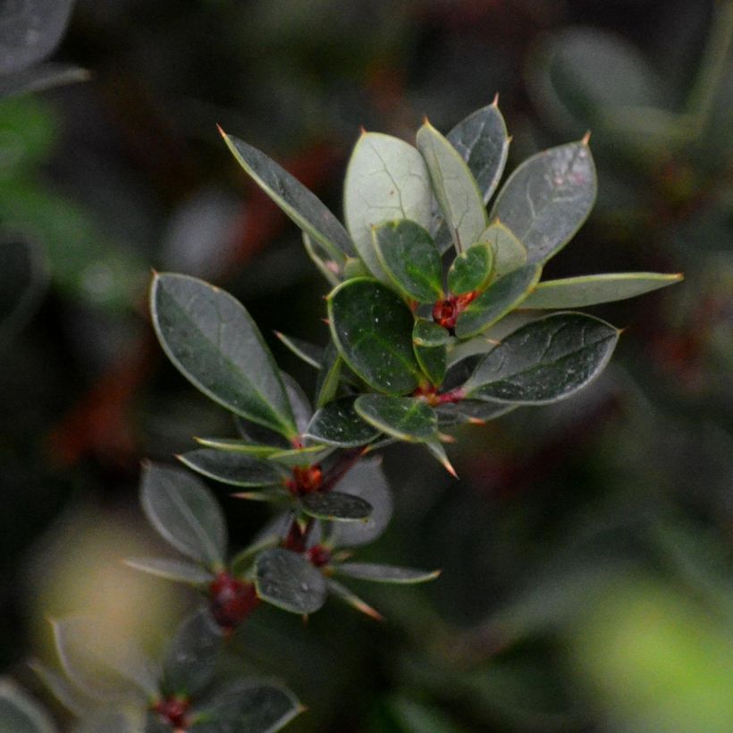 Berberis buxifolia Nana - Agracejo (Follaje)