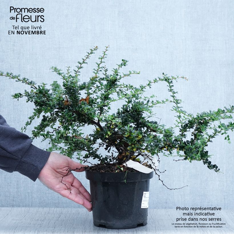 Ejemplar de Berberis darwinii Compacta - Épine-vinette Pot de 2L/3L entregado en otoño